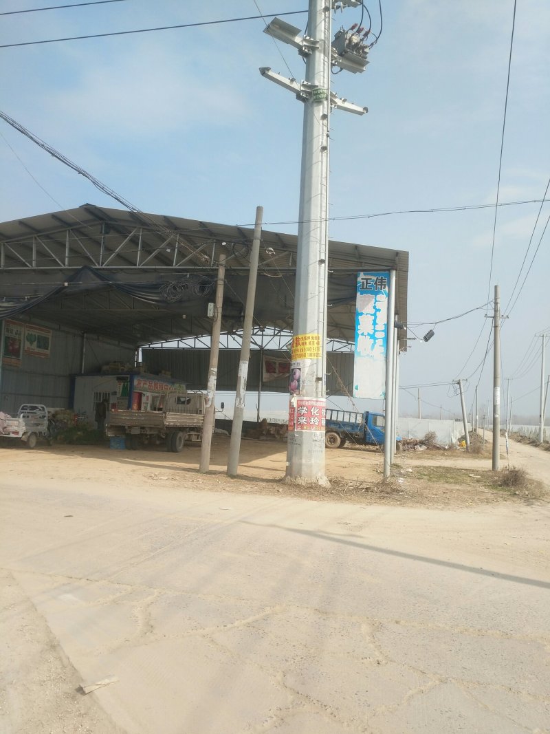 徐州，圆包菜，甘蓝上市