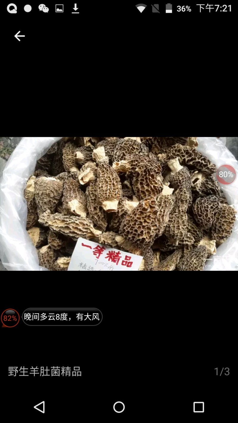 野生羊肚菌