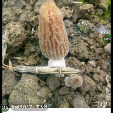 野生羊肚菌