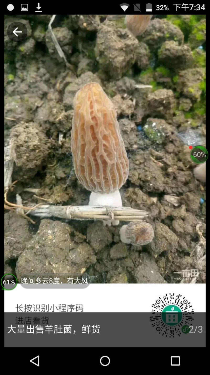 野生羊肚菌
