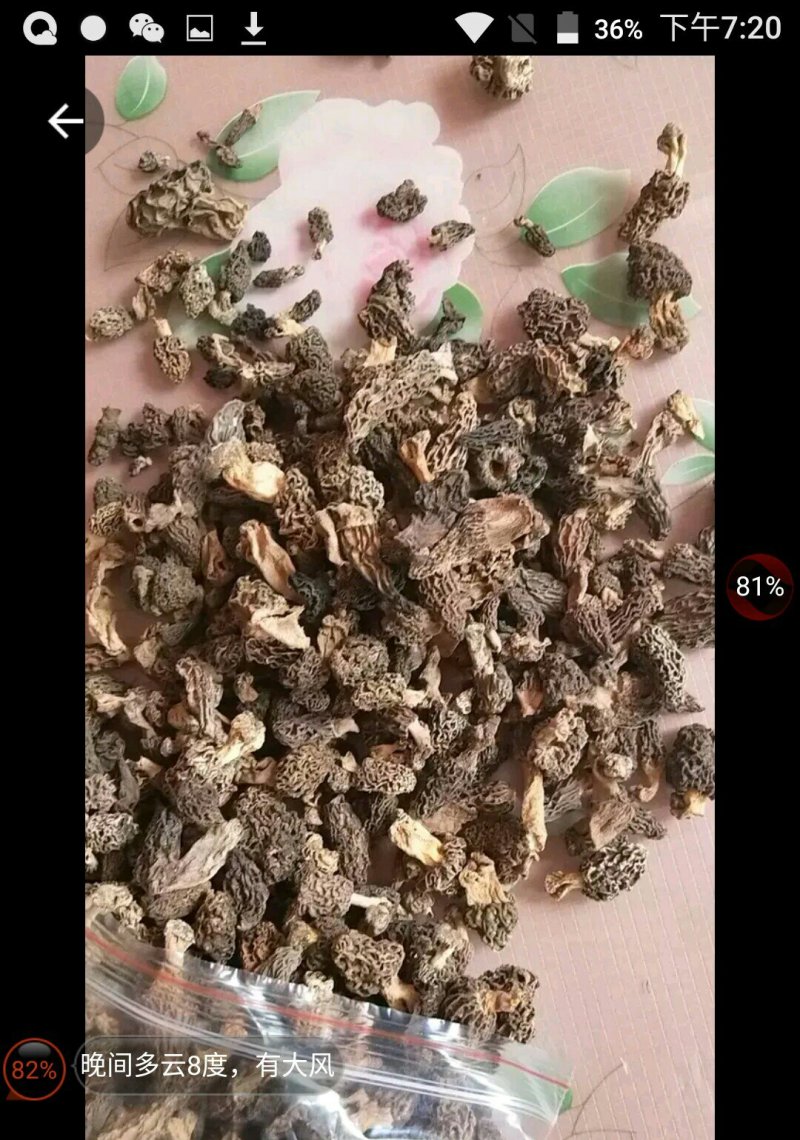 野生羊肚菌