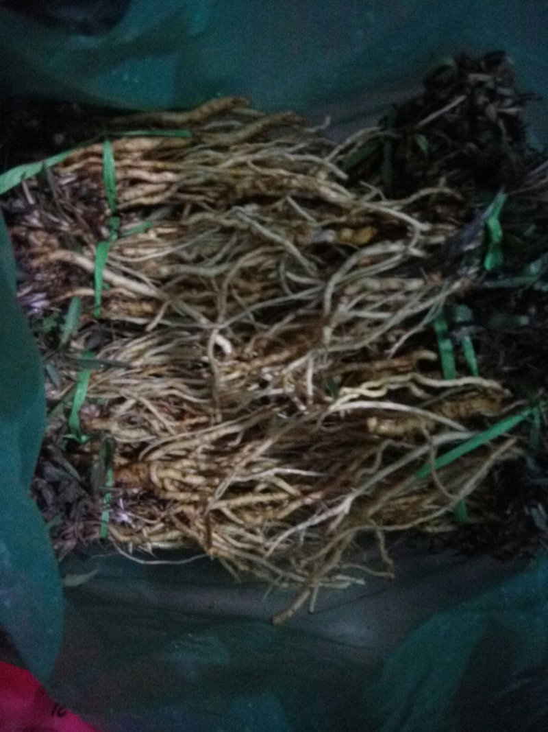 野生苦菜