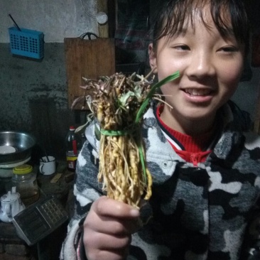野生苦菜