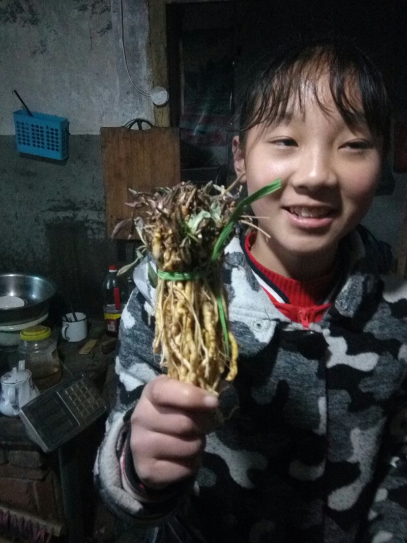 野生苦菜