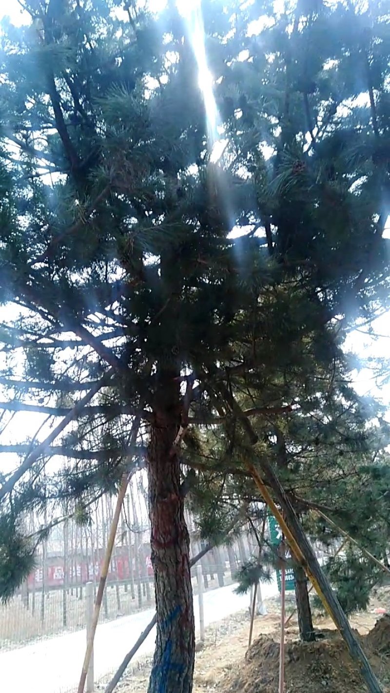 造型松树，景观松，迎客松