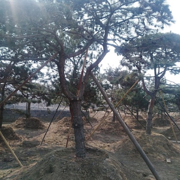 造型松树，景观松，迎客松