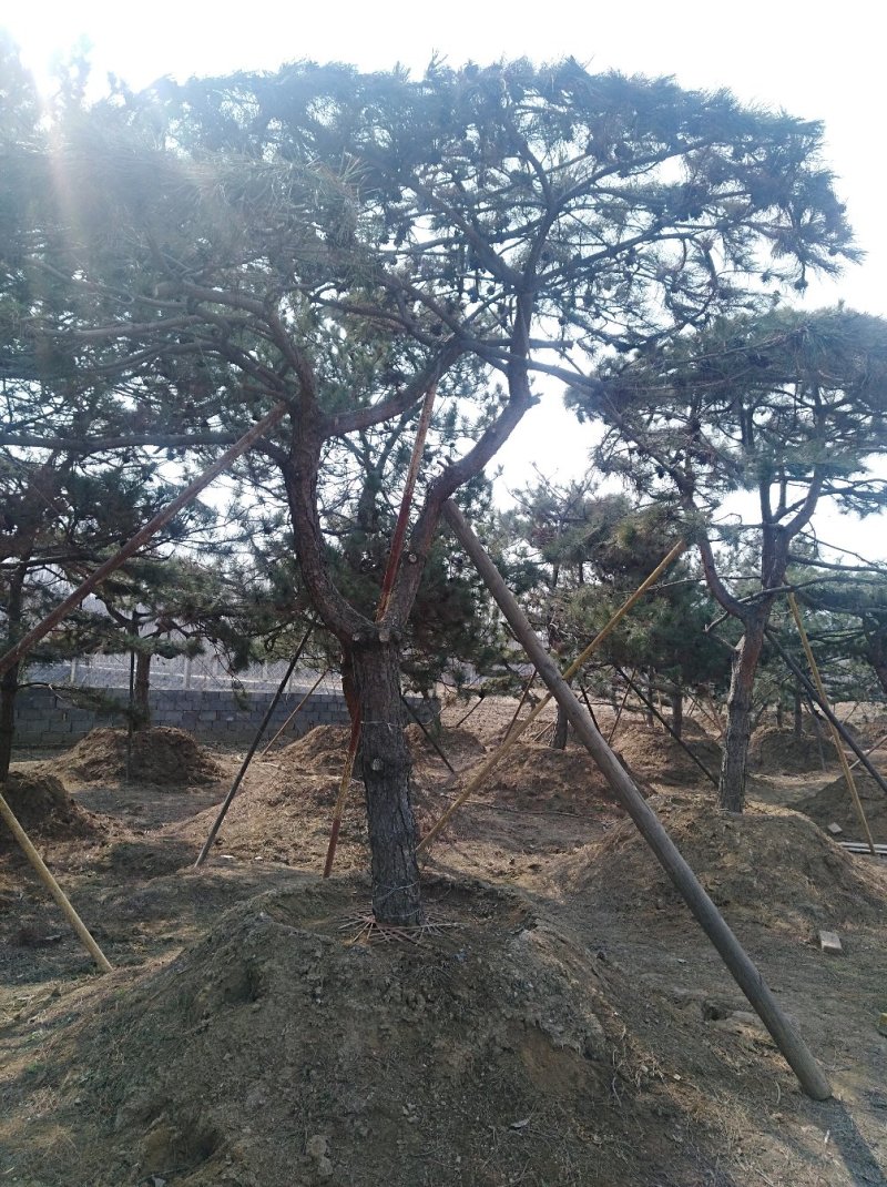 造型松树，景观松，迎客松