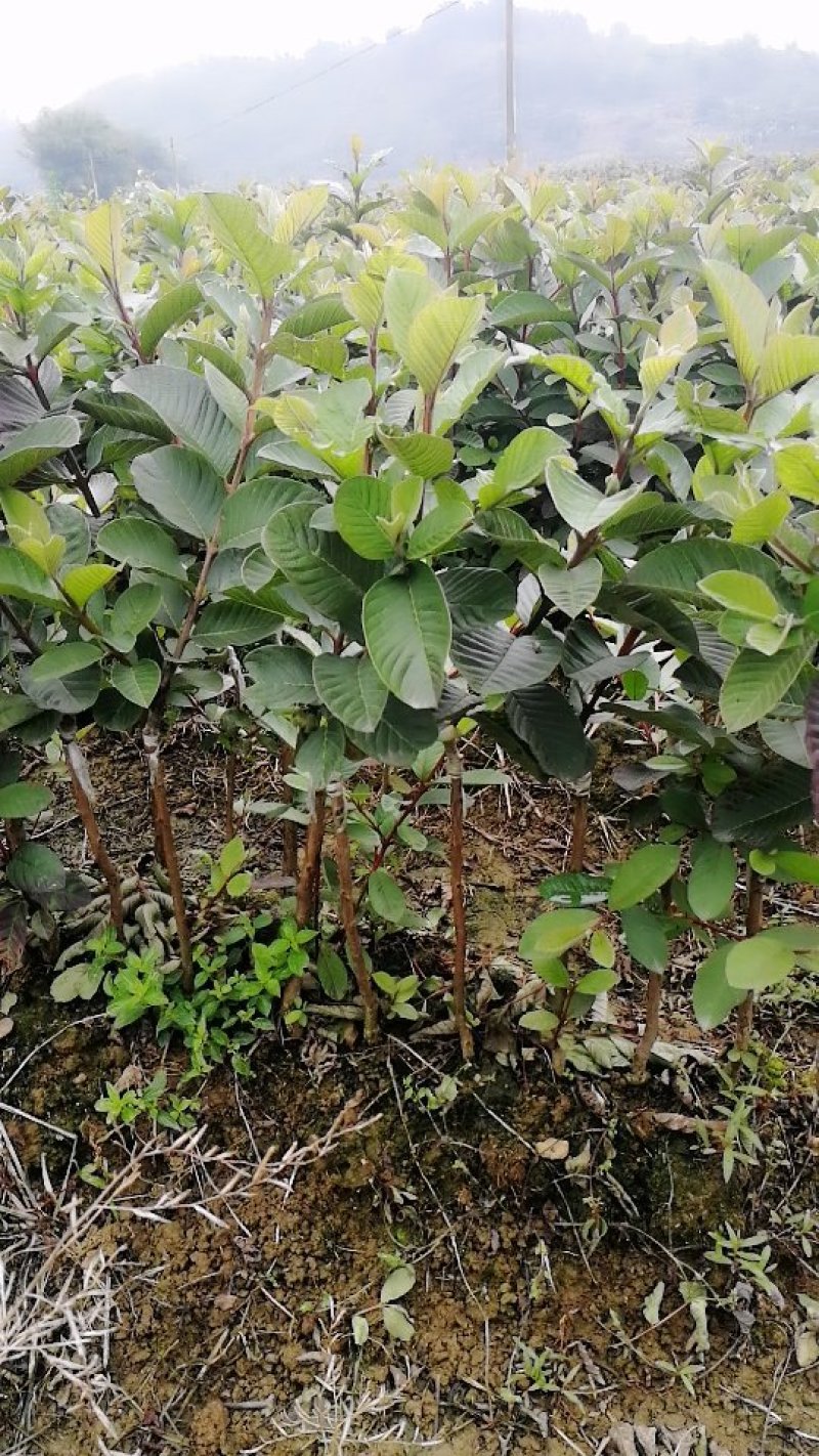 红宝石芭乐苗红心番石榴嫁接