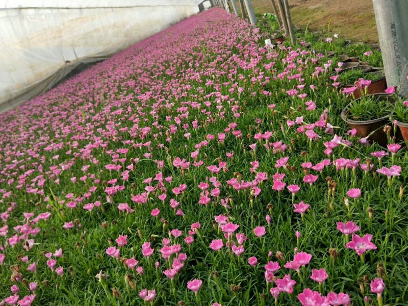 欧石竹种苗基地直发货源充足欢迎来电咨询订购