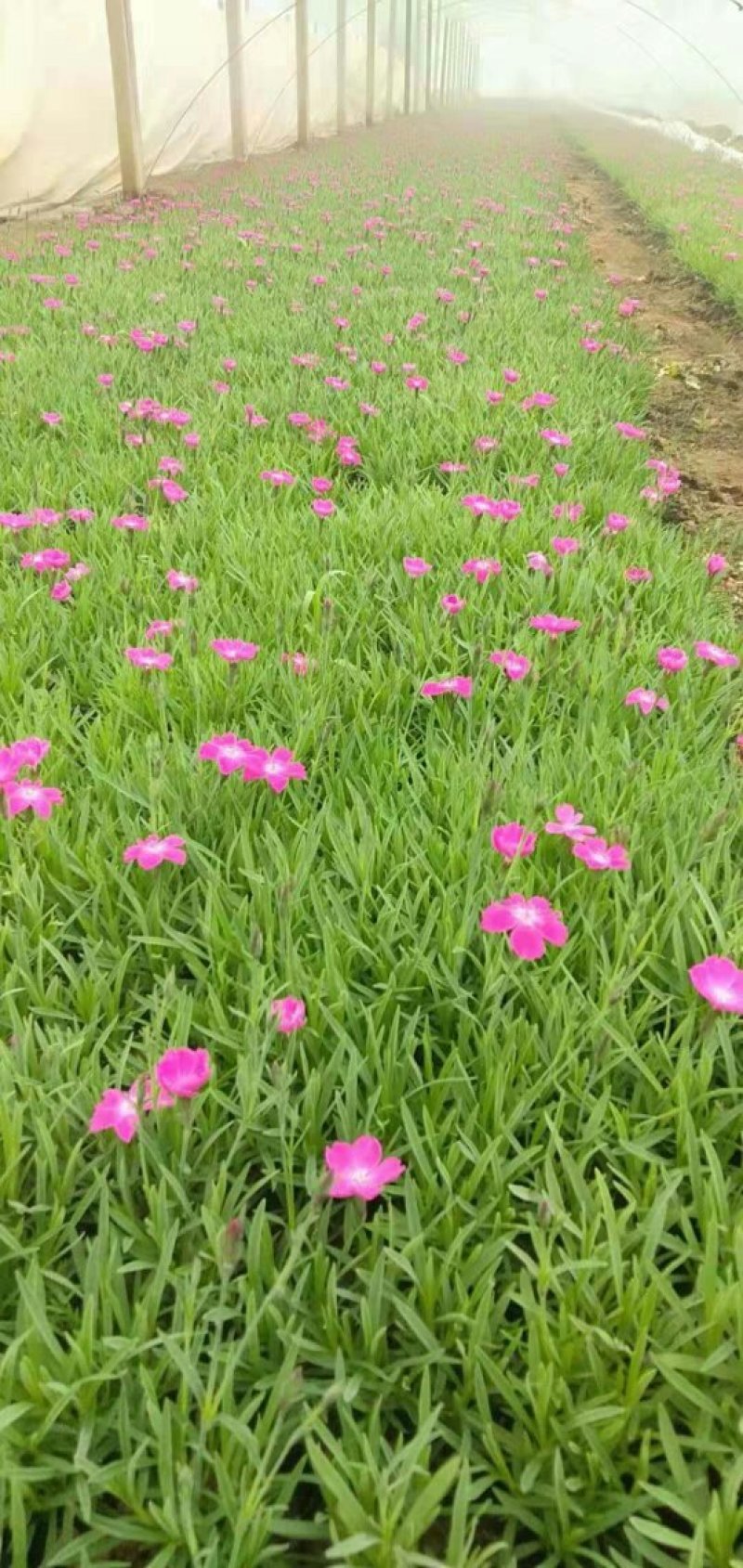 欧石竹种苗基地直发货源充足欢迎来电咨询订购