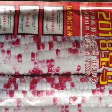 2018宝马甜糯玉米种子200克棒大饱满排列整齐皮薄
