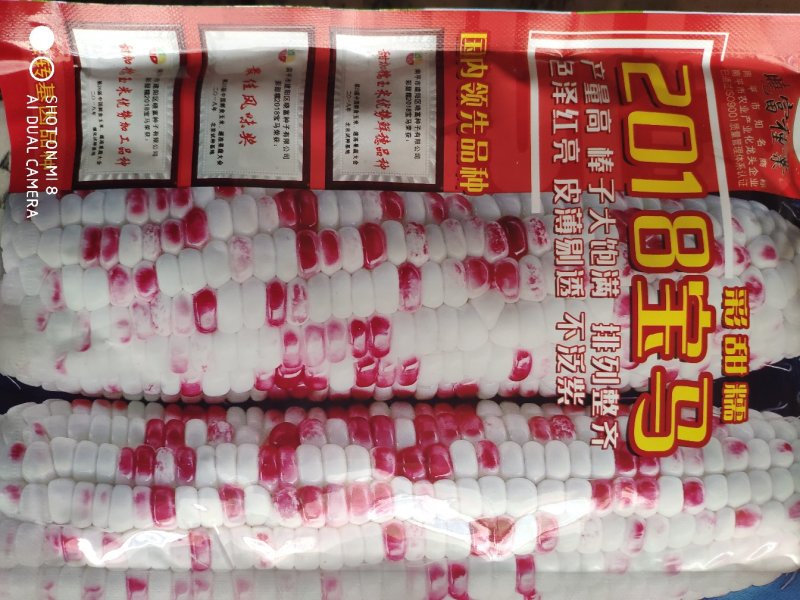 2018宝马甜糯玉米种子200克棒大饱满排列整齐皮薄