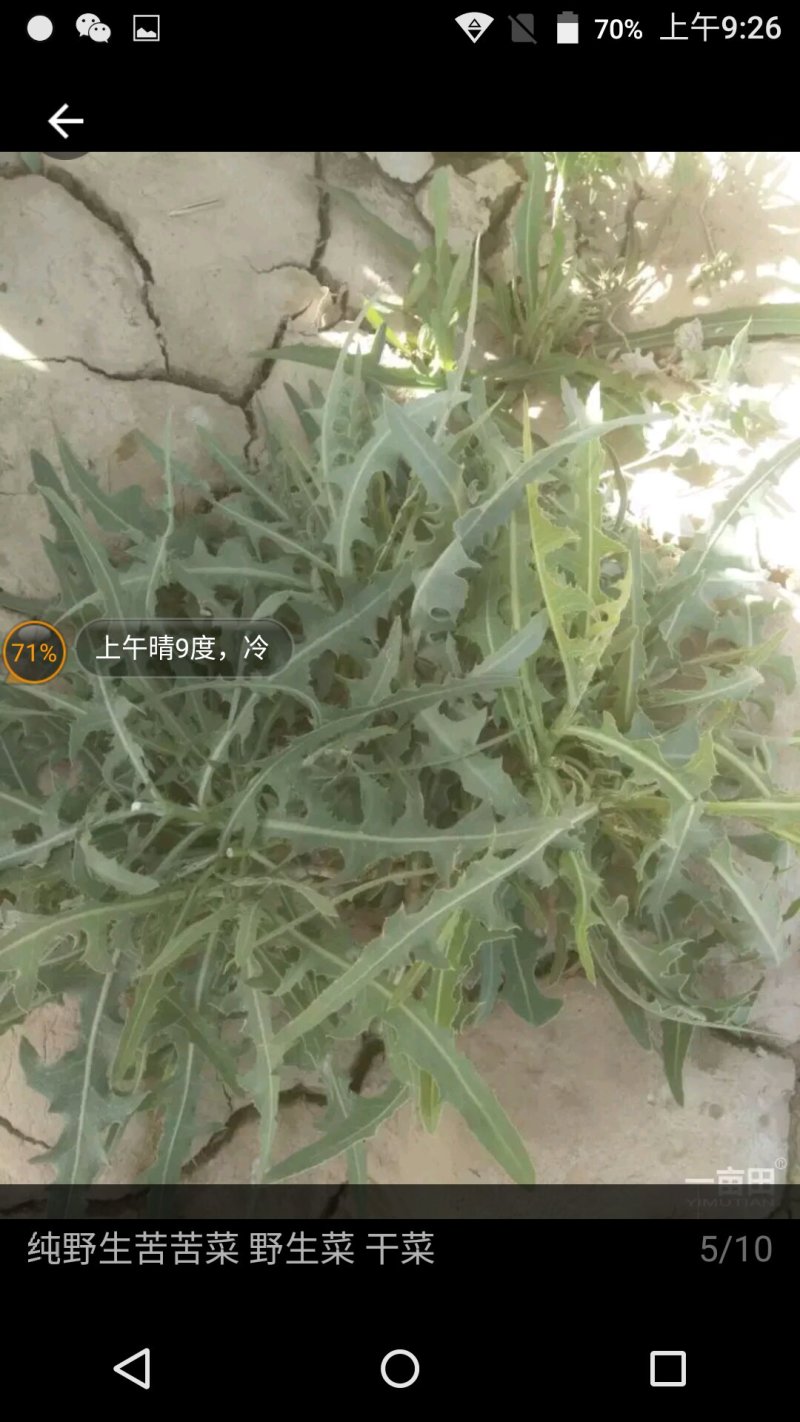 野生苦菜，