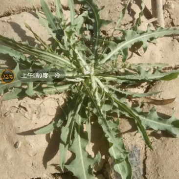 野生苦菜，