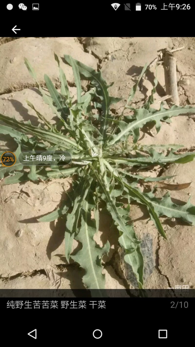 野生苦菜，