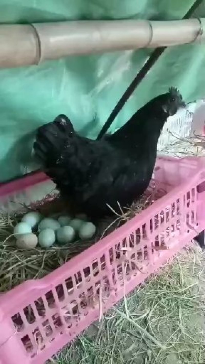 仿野生养殖五黑鸡绿壳蛋土鸡蛋