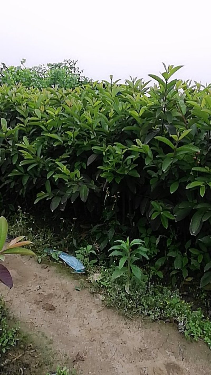 珍珠番石榴苗嫁接苗正品一手货源量大价优欢迎咨询