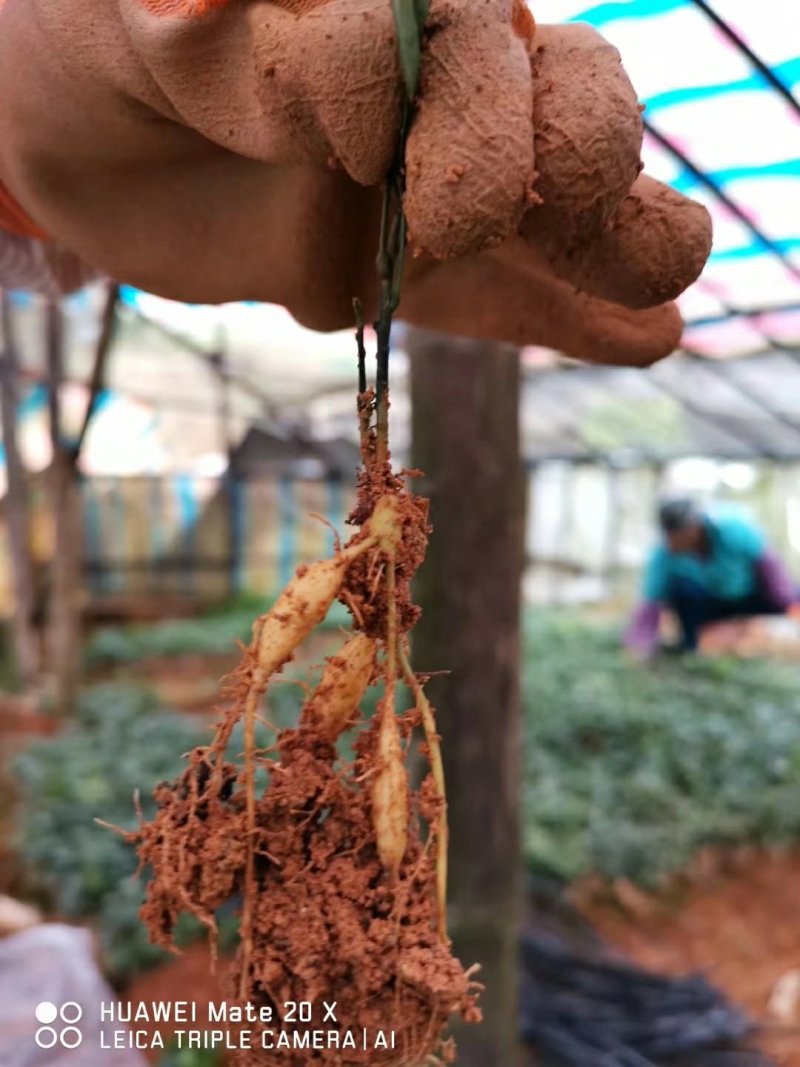牛大力种苗，基地直供品种纯正，免费提供技术