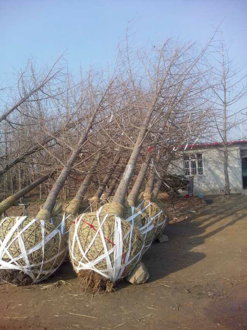 银杏之乡自产自销各种规格银杏树，银杏树价格。