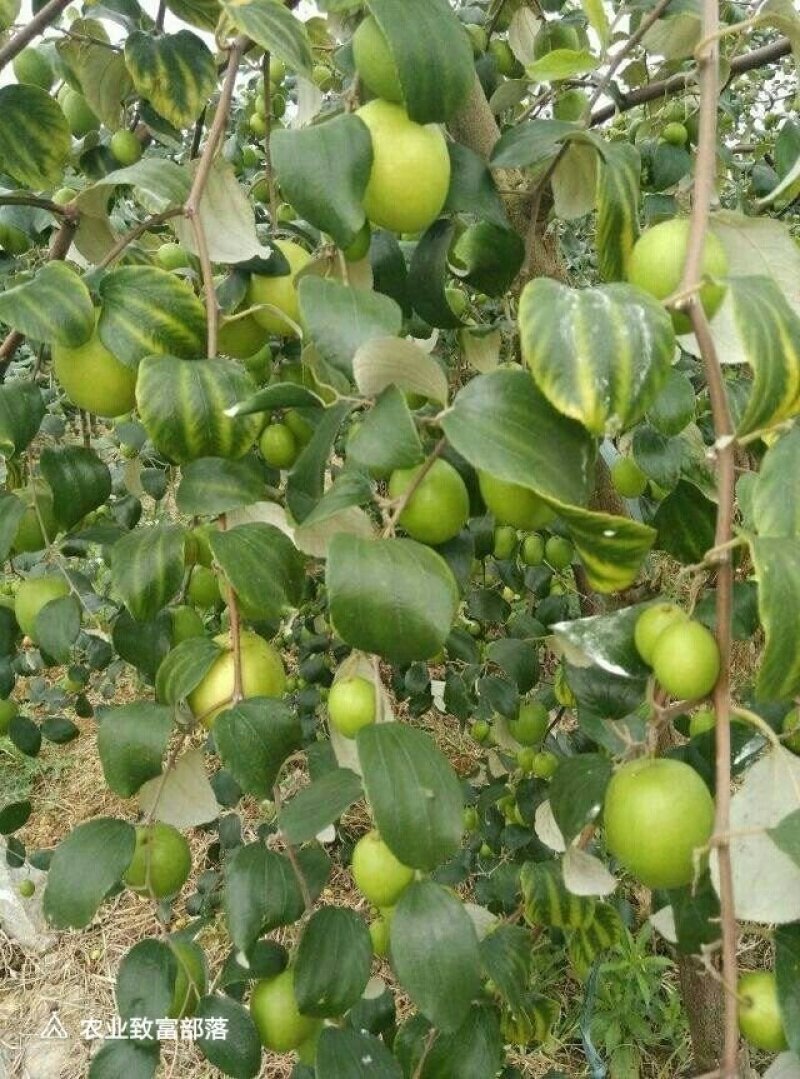 台湾大青枣苗供应包邮包邮包邮。。。。。。