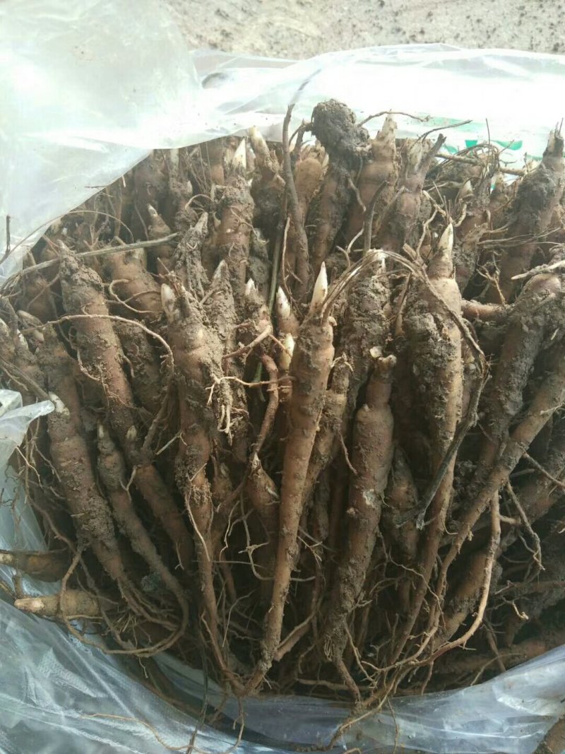 赤芍芽