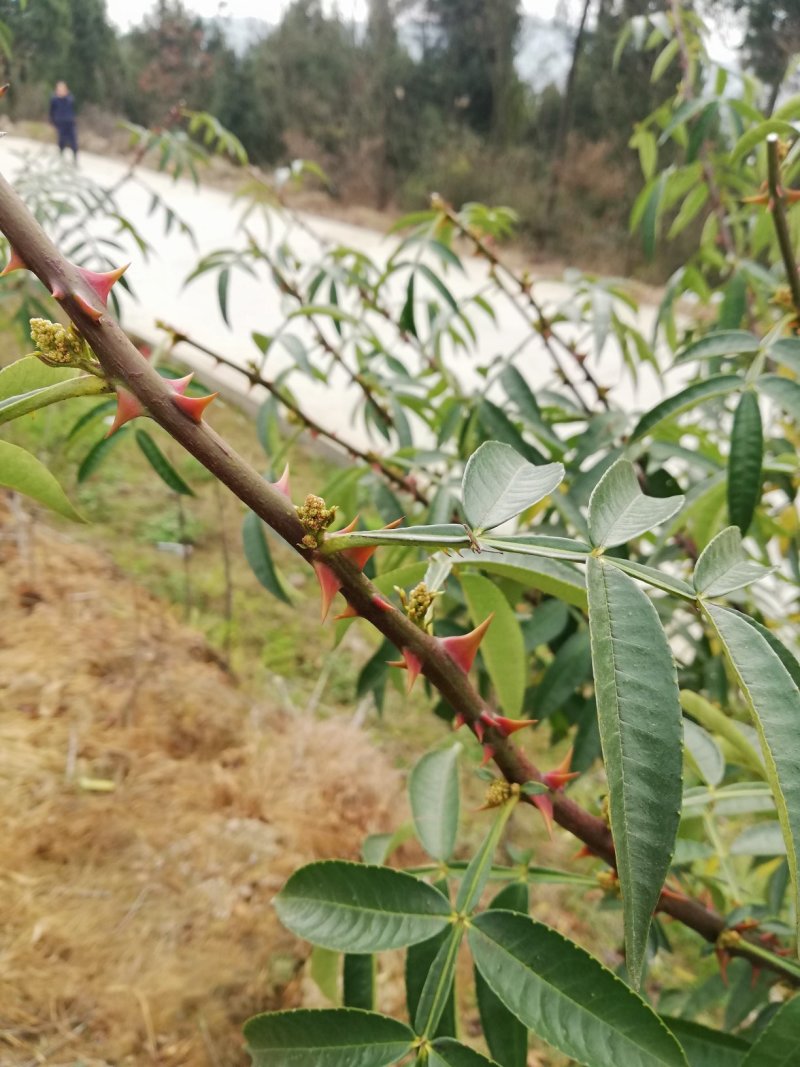 花椒基地直供，品质保证，价优物美