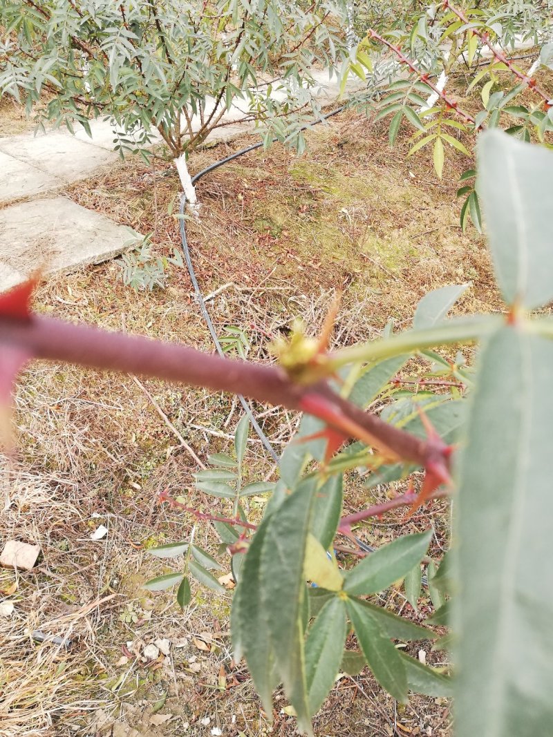 花椒基地直供，品质保证，价优物美