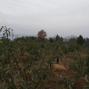 花椒基地直供，品质保证，价优物美