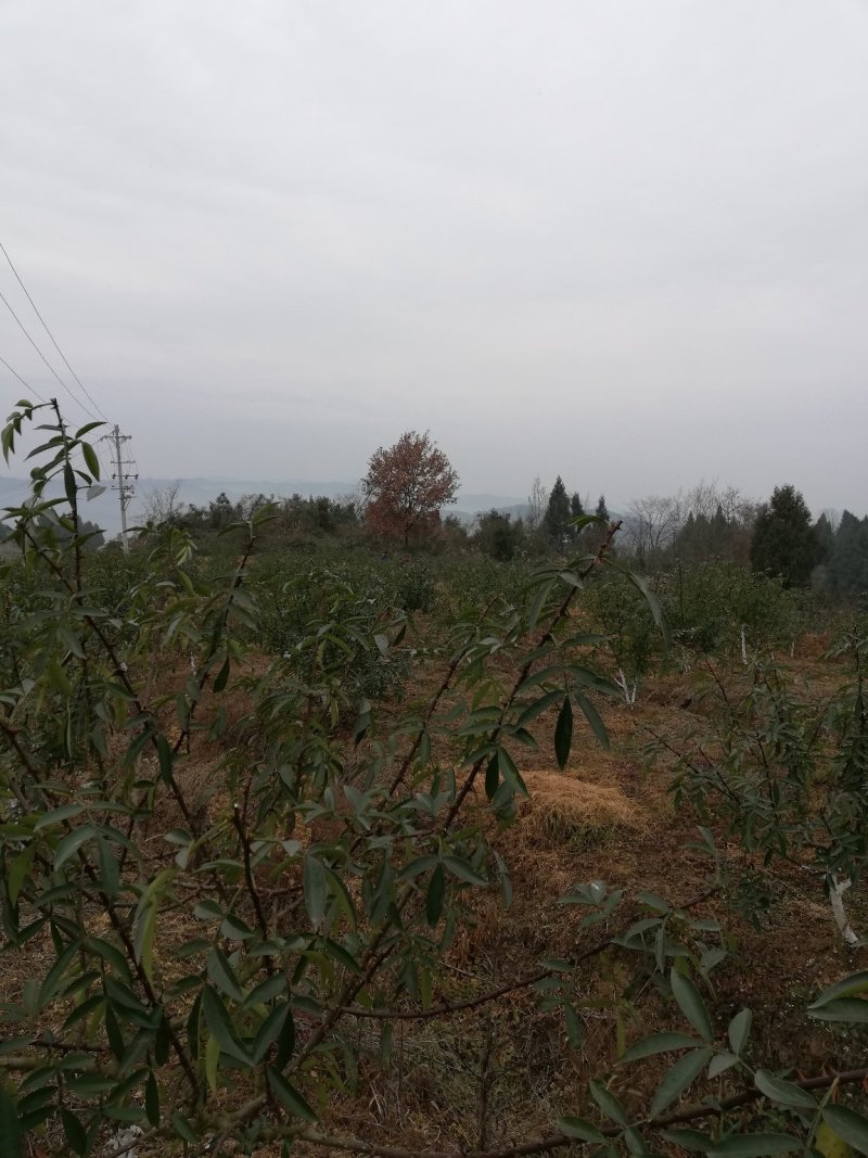 花椒基地直供，品质保证，价优物美