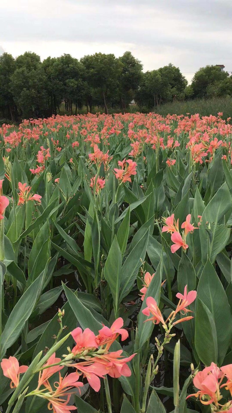 水生粉花美人蕉，基地常年供