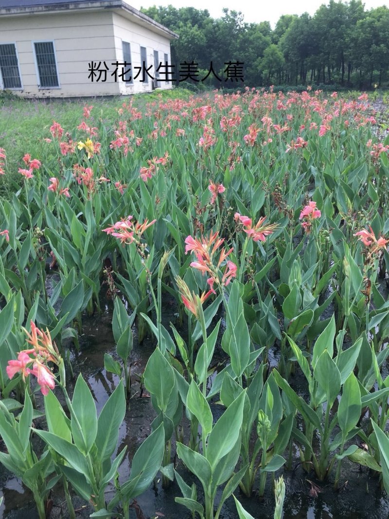 水生粉花美人蕉，基地常年供