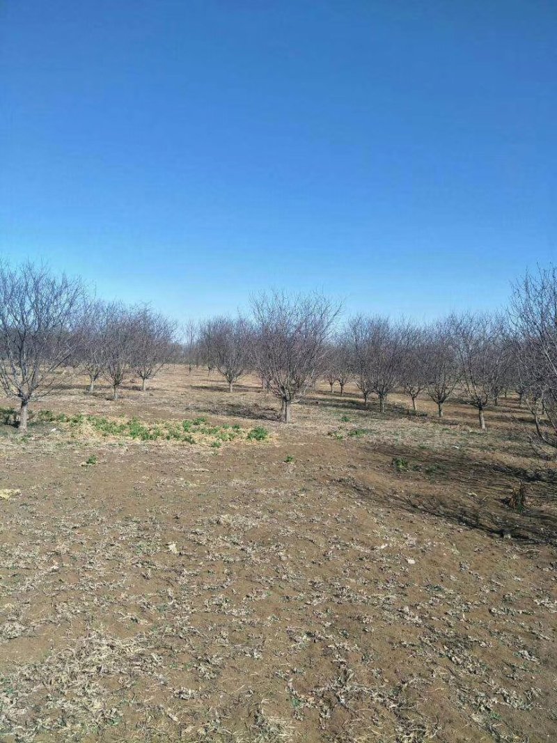 亚当海棠