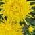 白术芽、白术子、丹参苗、知母苗、菊花苗、白芍芽、