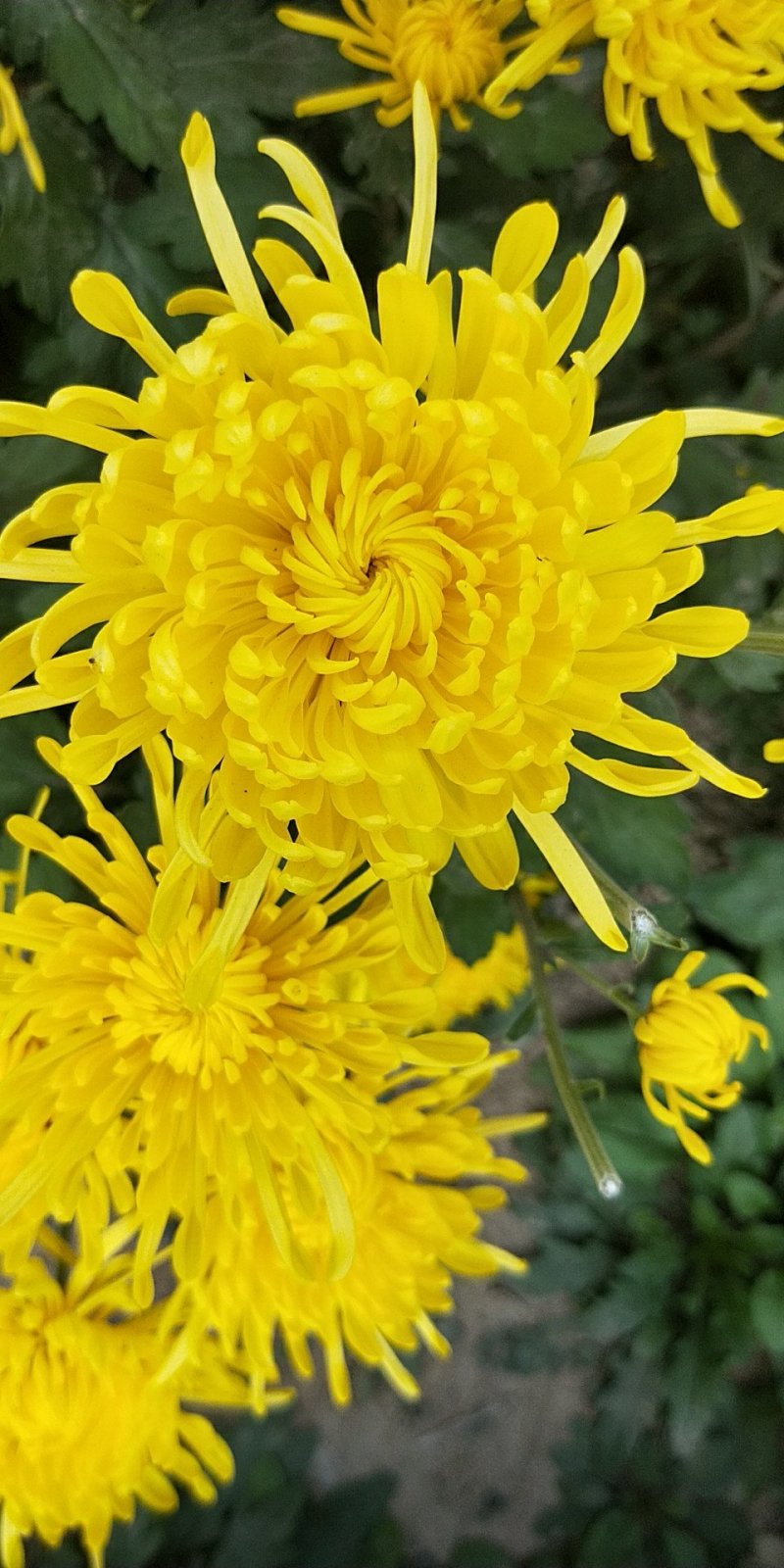 白术芽、白术子、丹参苗、知母苗、菊花苗、白芍芽、