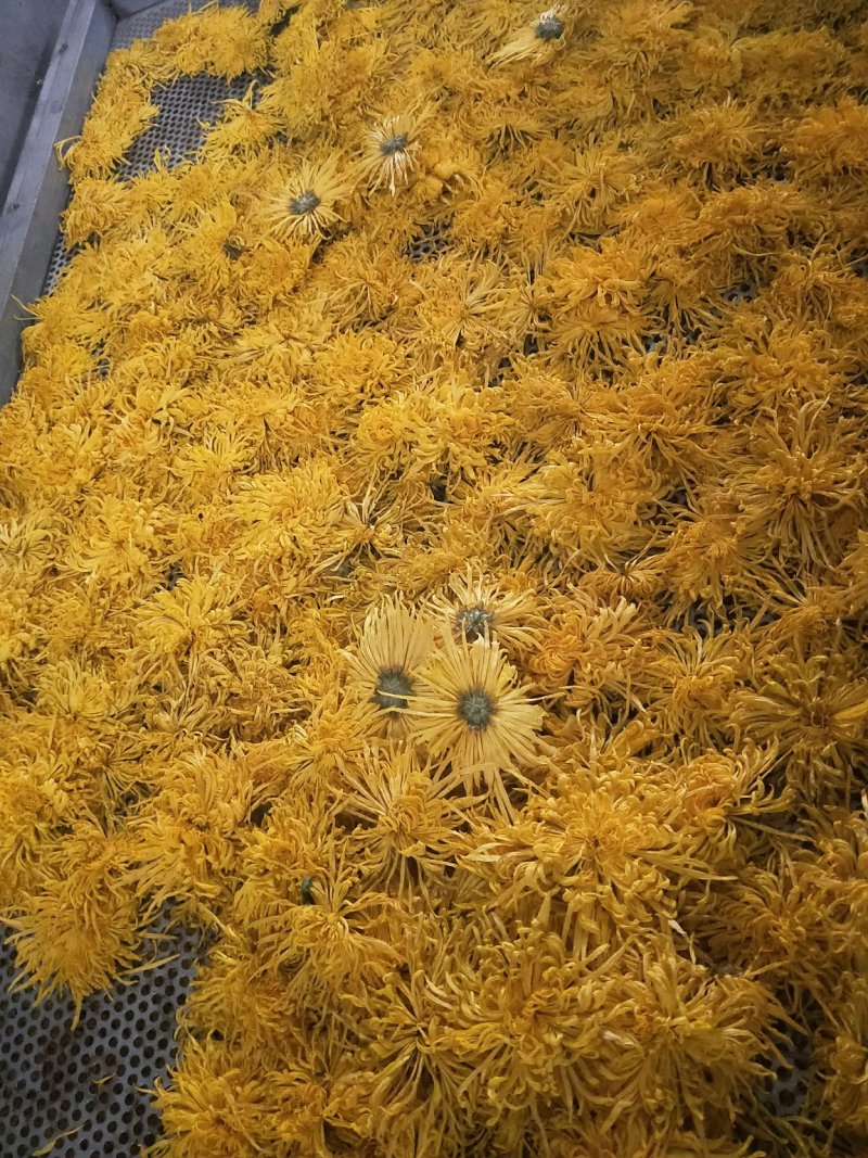 白术芽、白术子、丹参苗、知母苗、菊花苗、白芍芽、