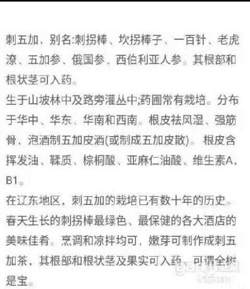 刺五加（刺拐棒树苗）