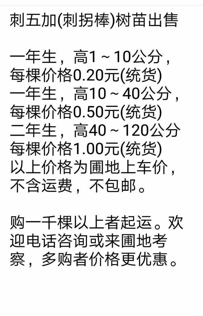 刺五加（刺拐棒树苗）