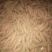 大量供应红薯种薯