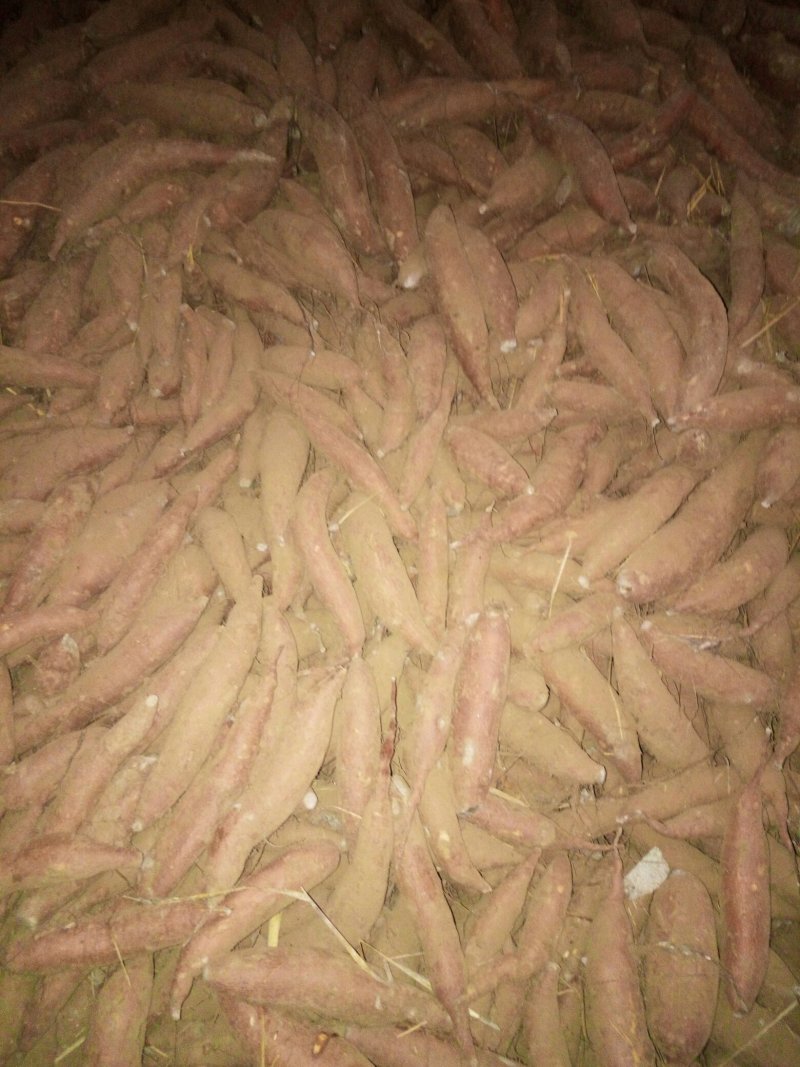 大量供应红薯种薯