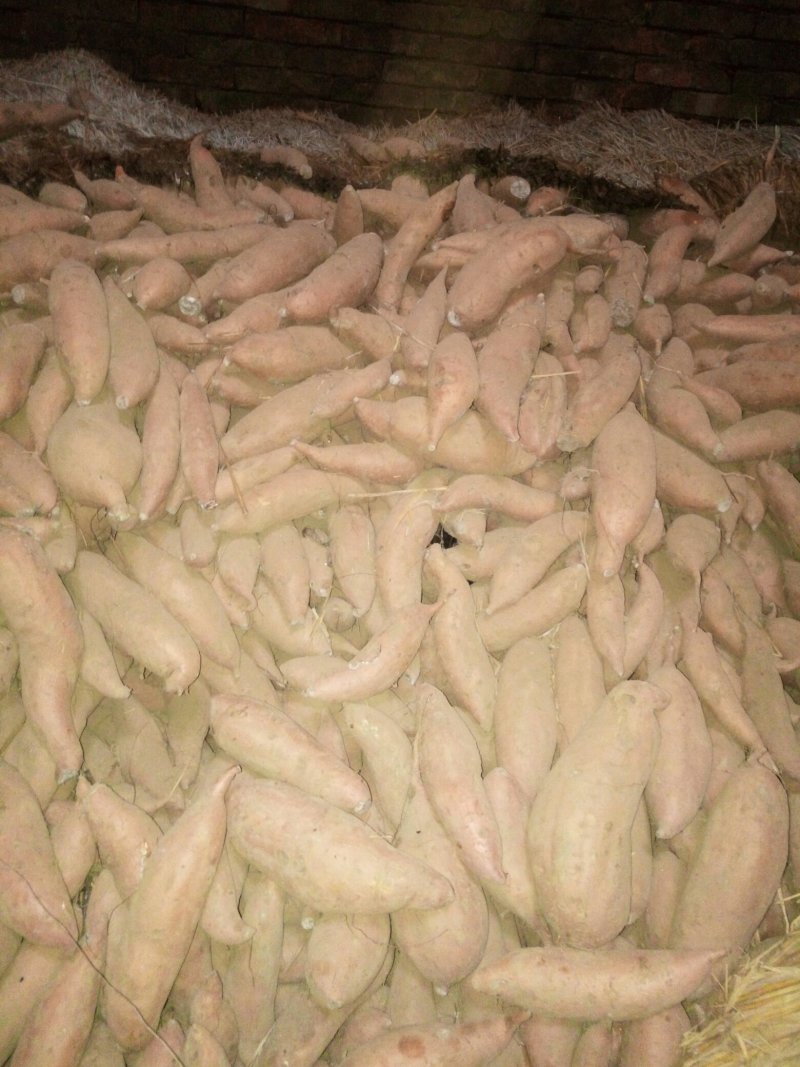 大量供应红薯种薯