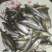 麦穂鱼干鱼80穂元1斤