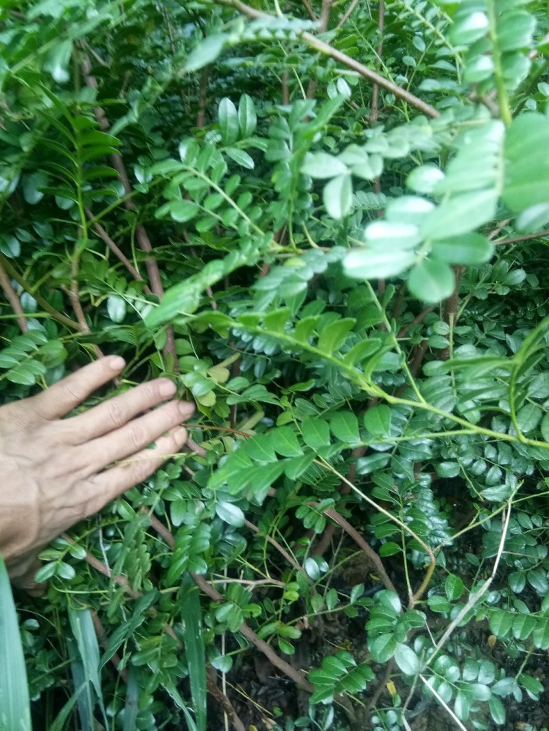 云南省大理州漾濞县清香木苗一手货源保质保量