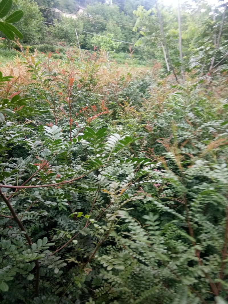 云南省大理州漾濞县清香木苗一手货源保质保量