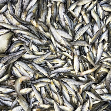 麦穂鱼干