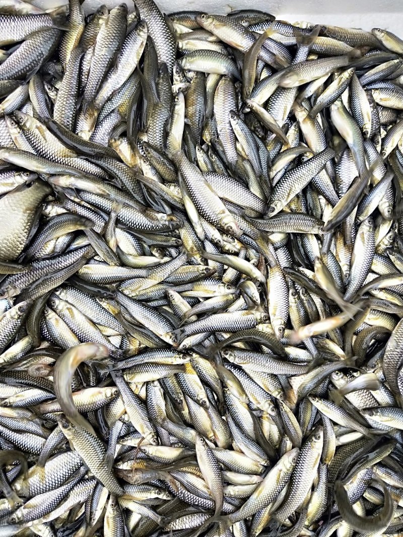 麦穂鱼干