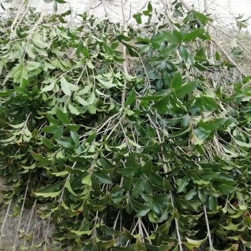 大量供应2到10公分桂花苗