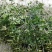 大量供应2到10公分桂花苗