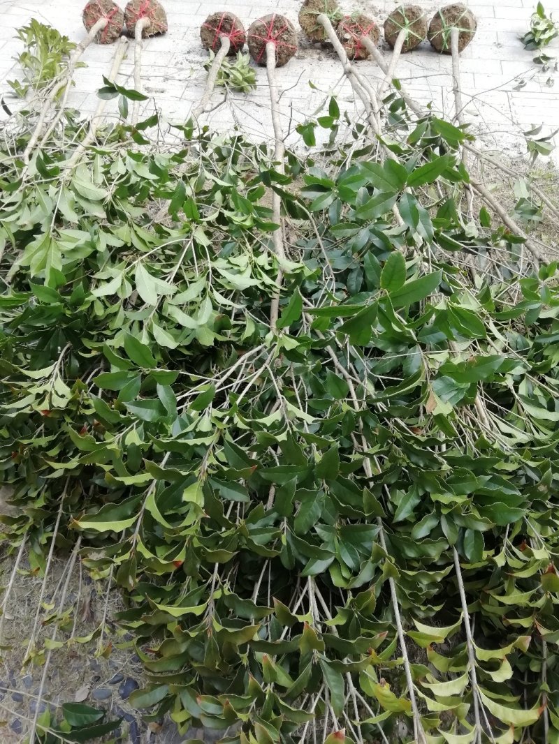 大量供应2到10公分桂花苗