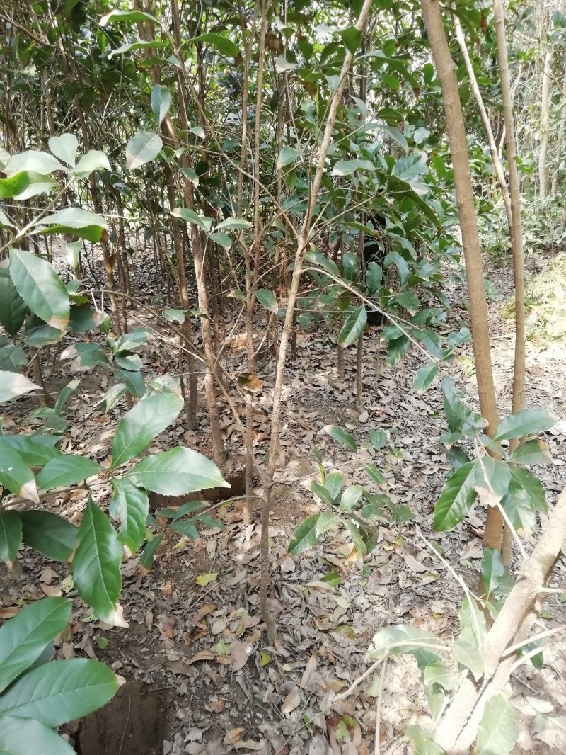 大量供应2到10公分桂花苗