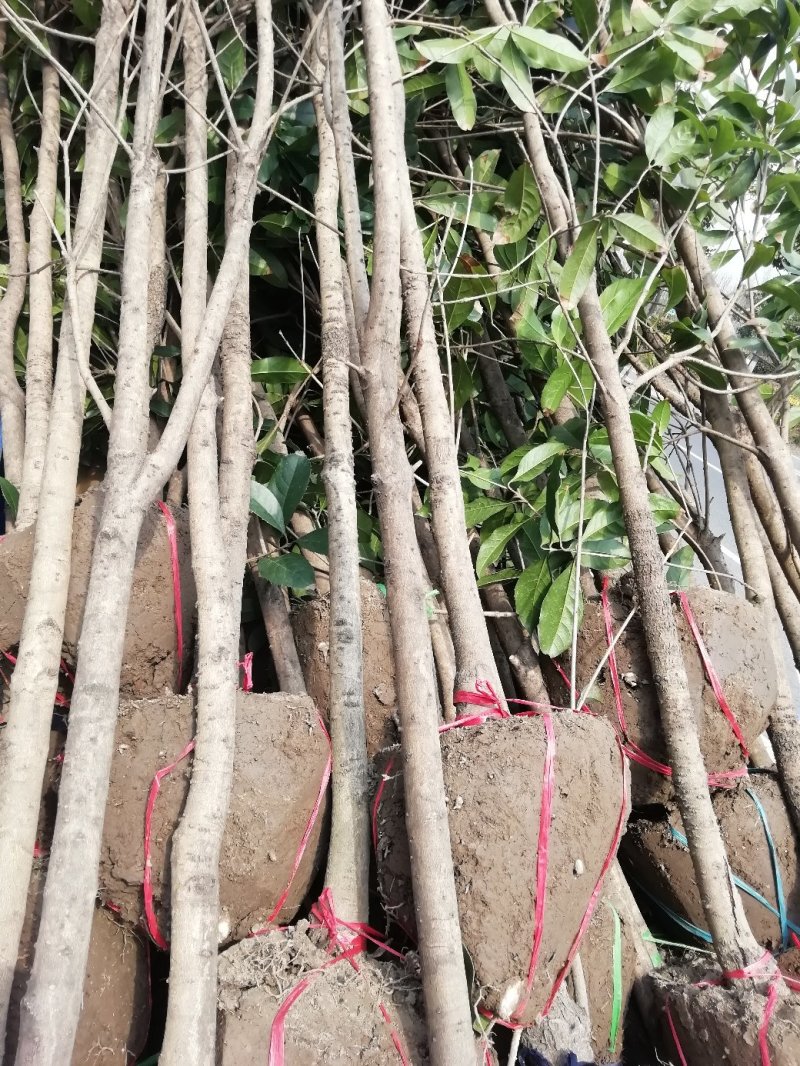 大量供应2到10公分桂花苗